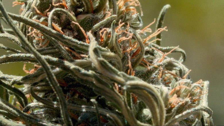 Cannabis Growing in Morocco
