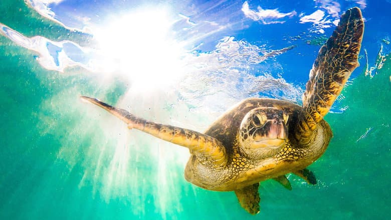 Hawaii