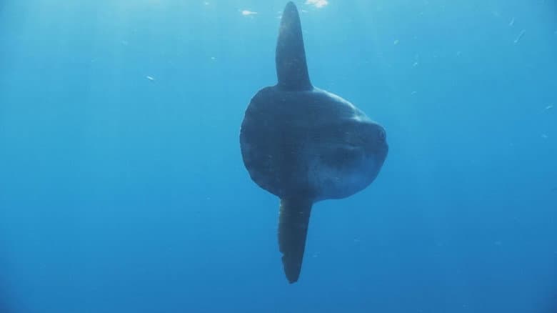 Giants of the Deep