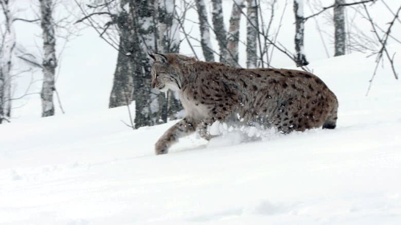 Siberia’s Frozen Heart