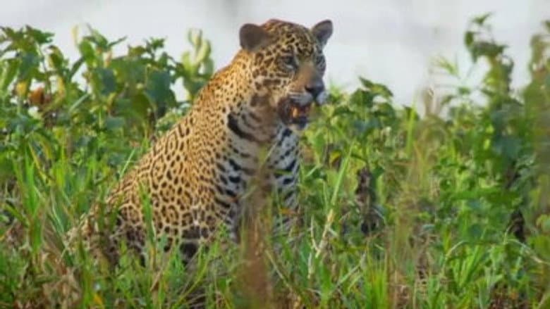 Pantanal: Brazil's Wild Heart