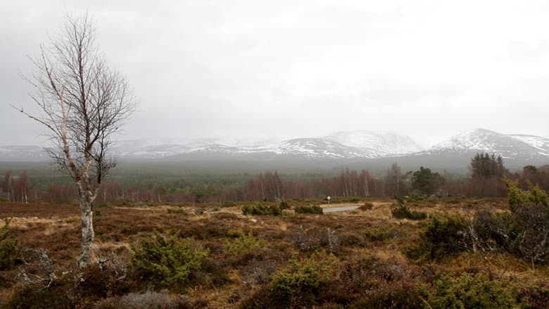 Forests