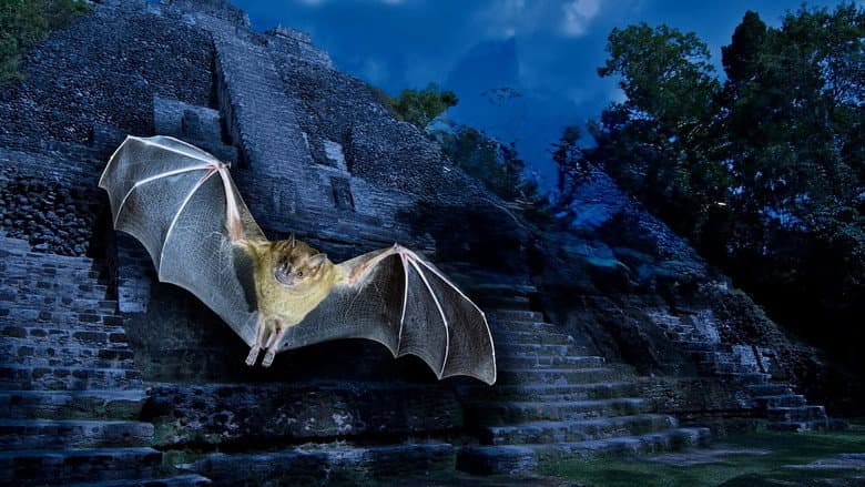 Empire of Bats
