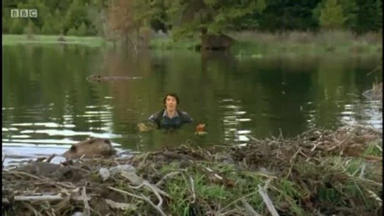 Beavers