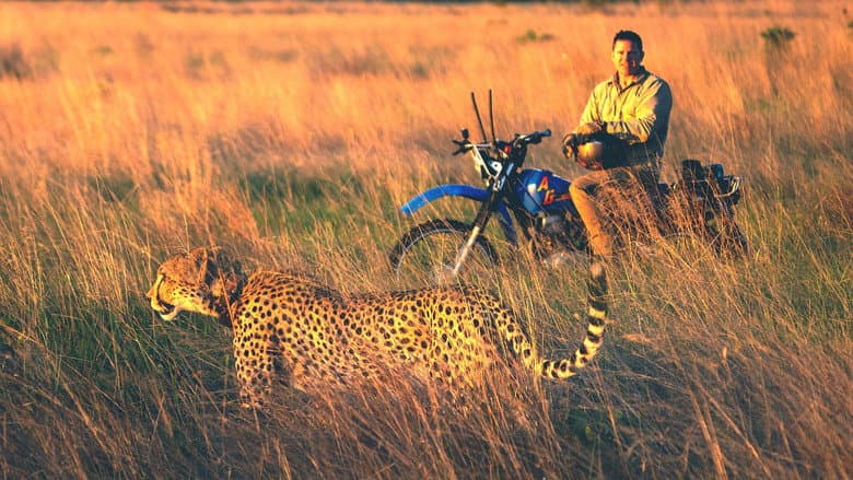 Cheetah Special