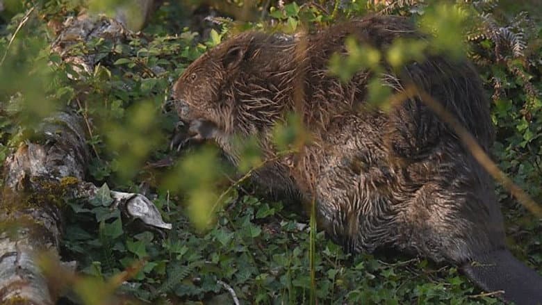 River Otter Return