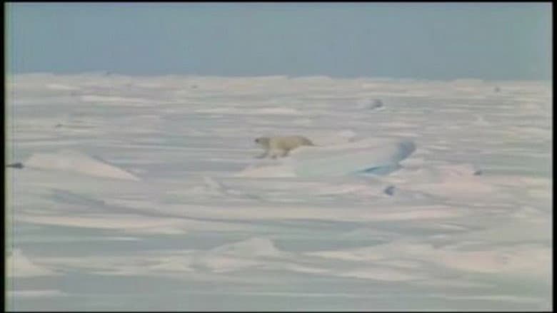 On the Arctic Ice Pack