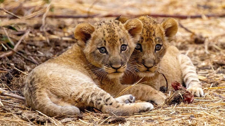 The Lions Fall