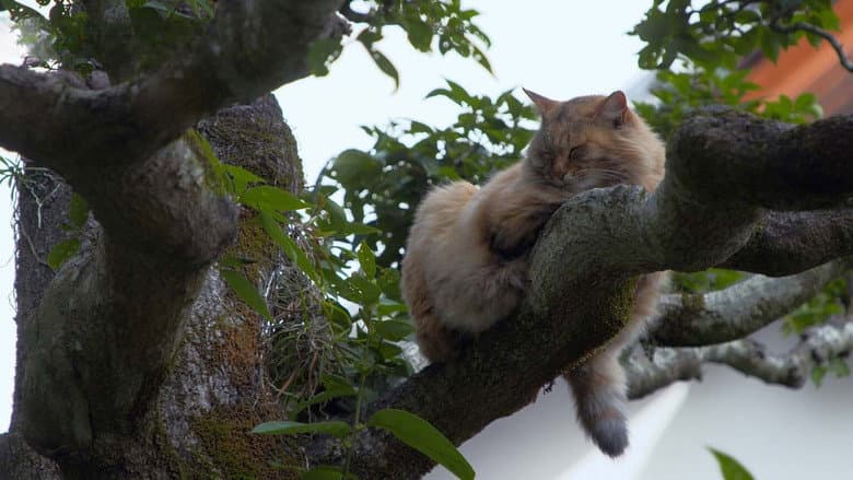 Ehime: Cats in a Literary Town