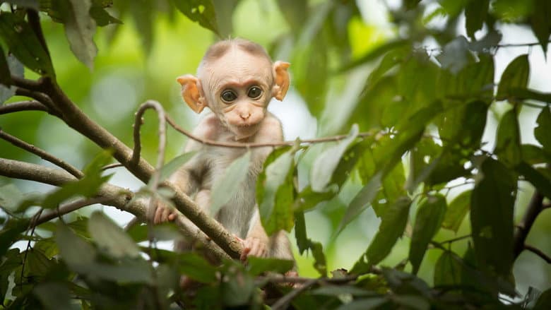 A Monkey's Tale