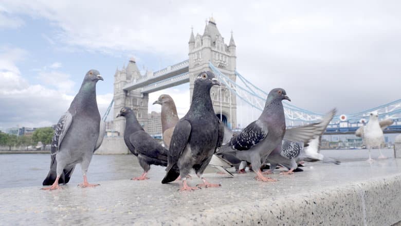 The Pigeon Hustle