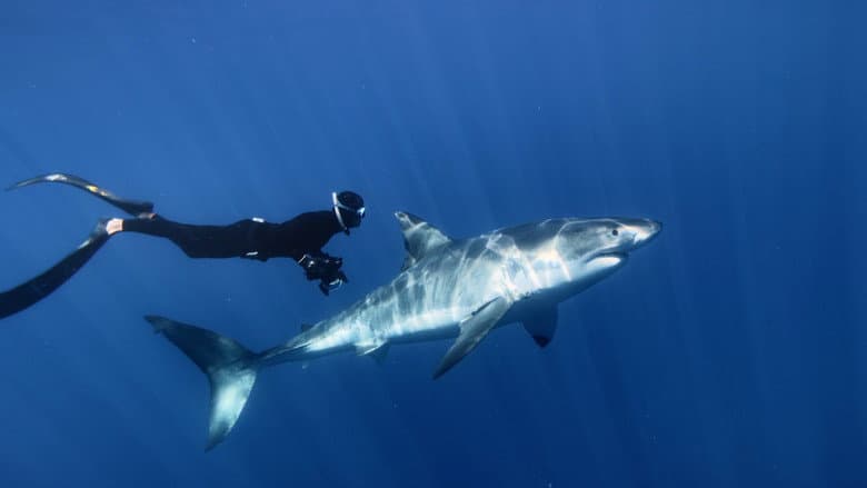 Great White Shark