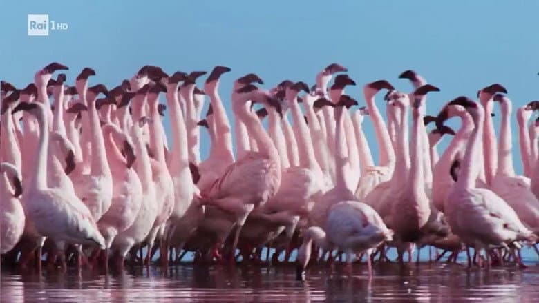 The challenge of courtship in rivers and lakes