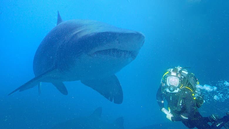 Saving Sharks