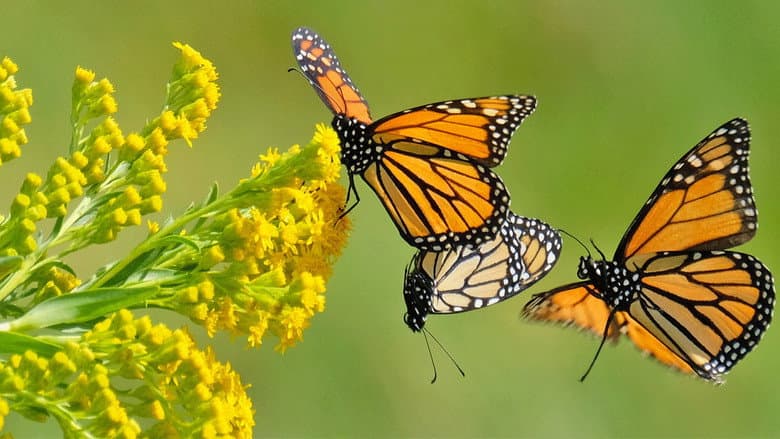 Beauty on the Wing: Life Story of the Monarch Butterfly