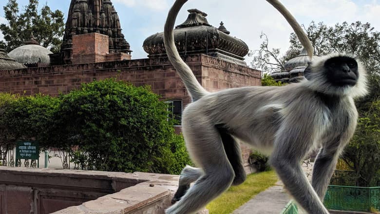 Temple Monkeys on the Run