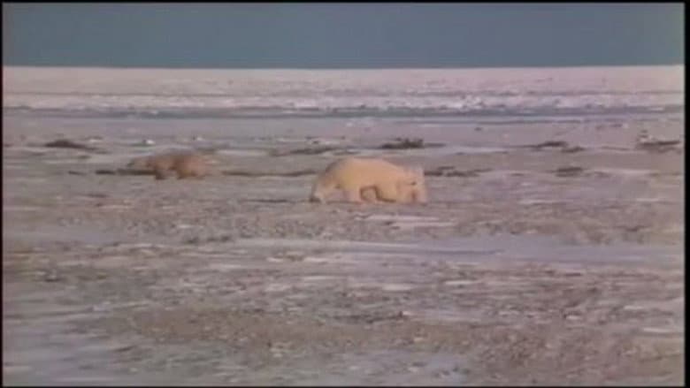 Problem Bears of the North