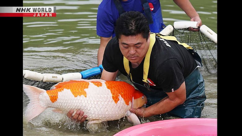 Koi Masters – Mano Futoshi & Mano Shigeru