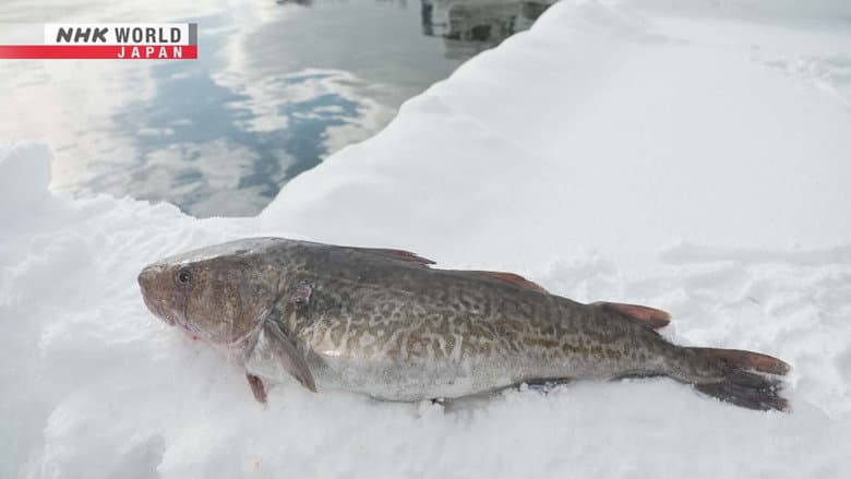 Cod
