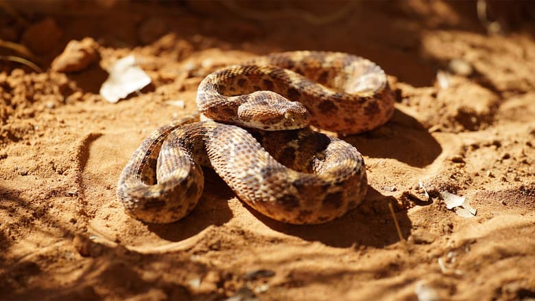 Snakes of the Pacific