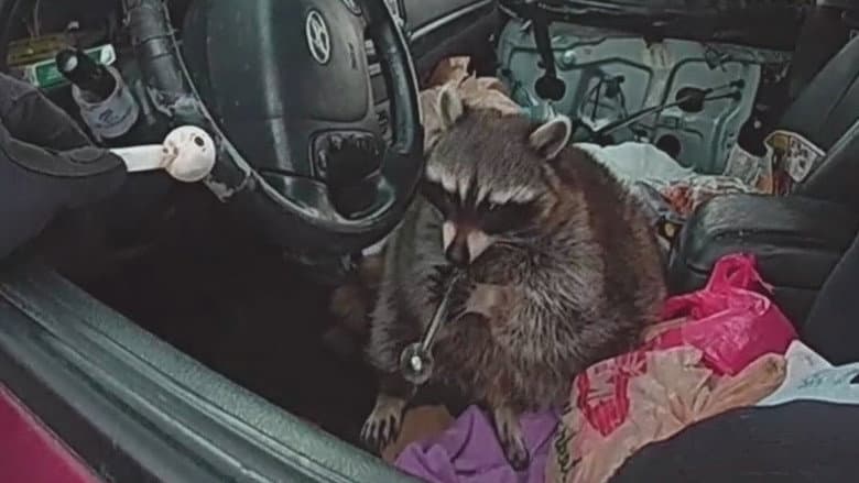 Meth Raccoon