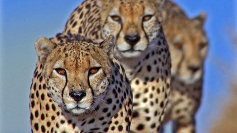 Hunters and Hunted