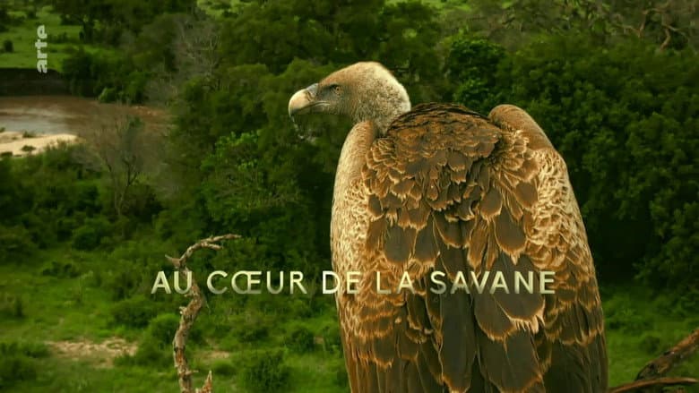 In The Heart of the Savanna