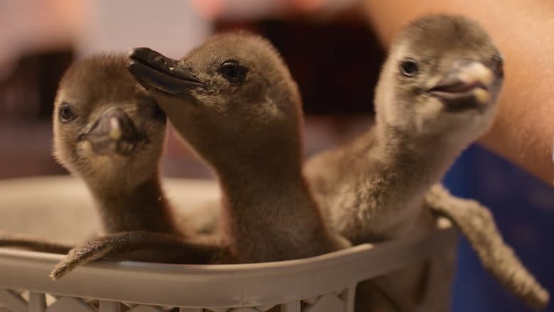 The Penguin Chick