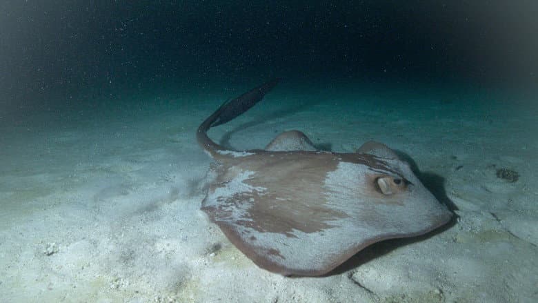 Sharks After Dark