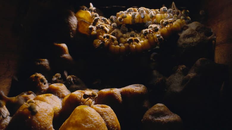 The Hive