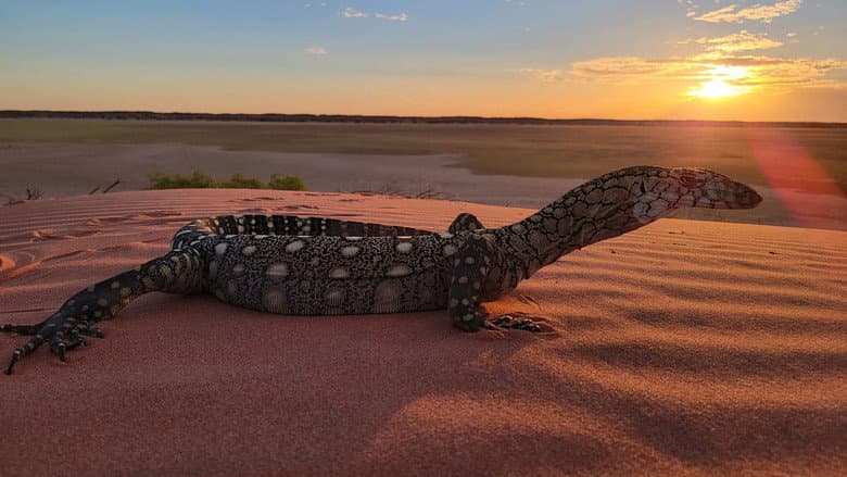 Desert Dwellers