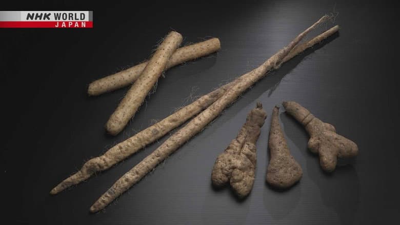 Japanese Yams
