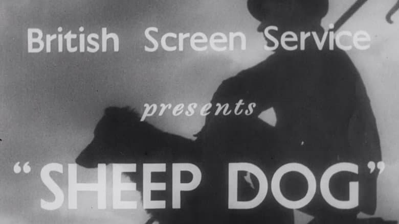 Sheep Dog