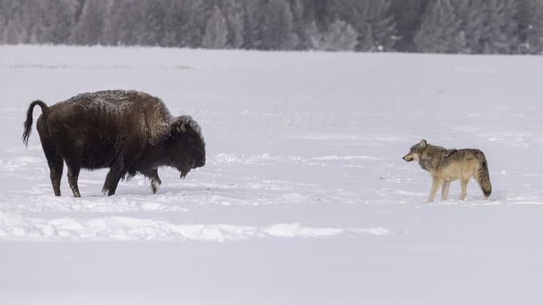 Wolf