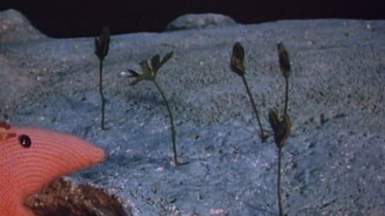 The Seed