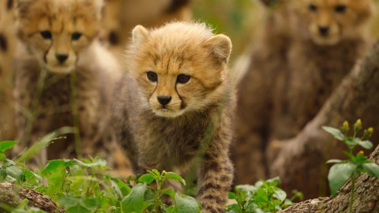 The Cheetah Cubs