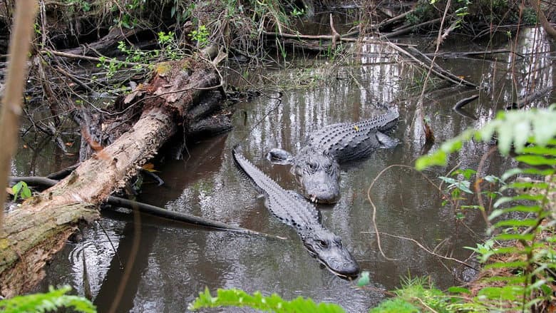 Everglades