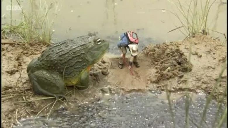 Bull Frogs
