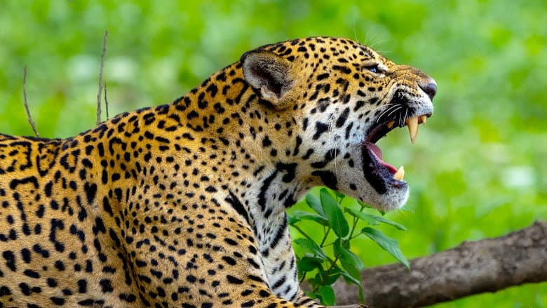 Jaguar Special
