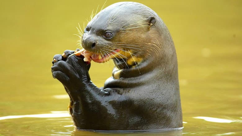 Otter Hide and Seek