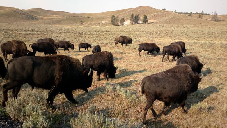Yellowstone