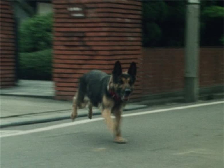 The Bomb-Setting Dog