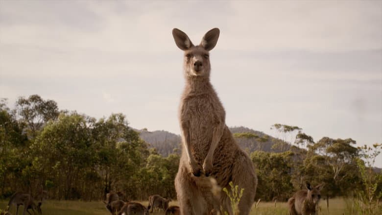 Jumping for Joy in Australia