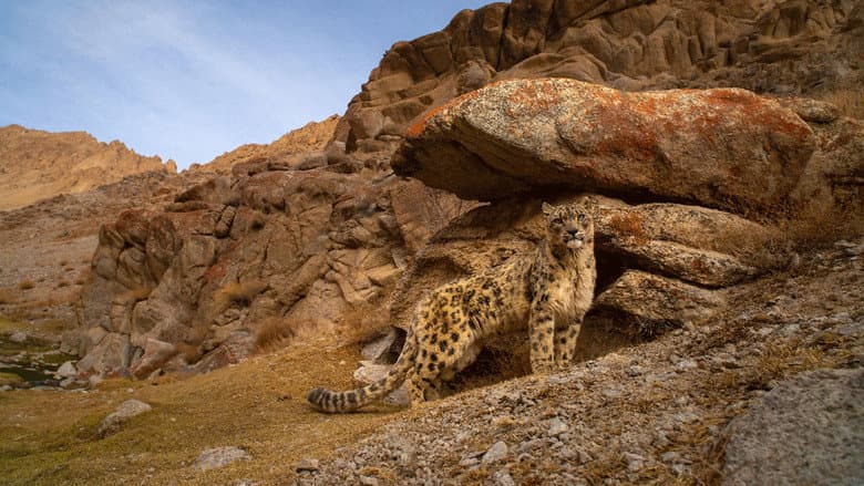 Big Cat Kingdom