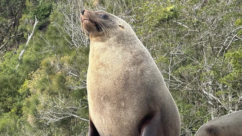 Seal Survey