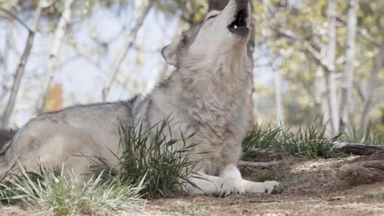 Return of the Wolf