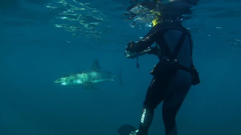 Shark Divers