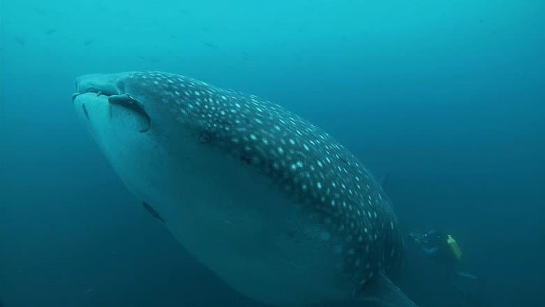 Whale Sharks: Gentle Giants