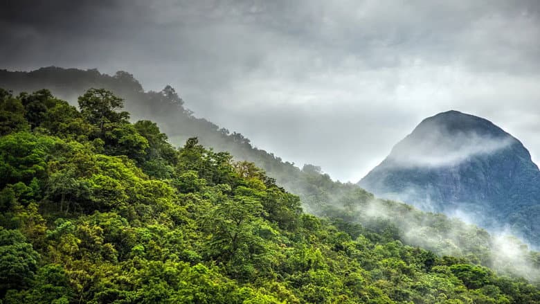 Forest of Clouds